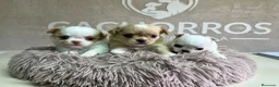 Chihuahua perros en venta: Chihuahua pelo largo  - Anuncio 1