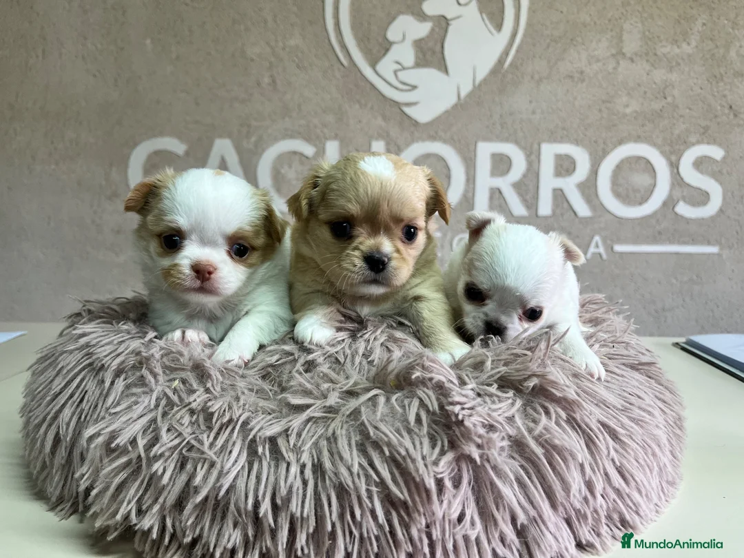 Chihuahua perros en venta: Chihuahua pelo largo  - Anuncio 1