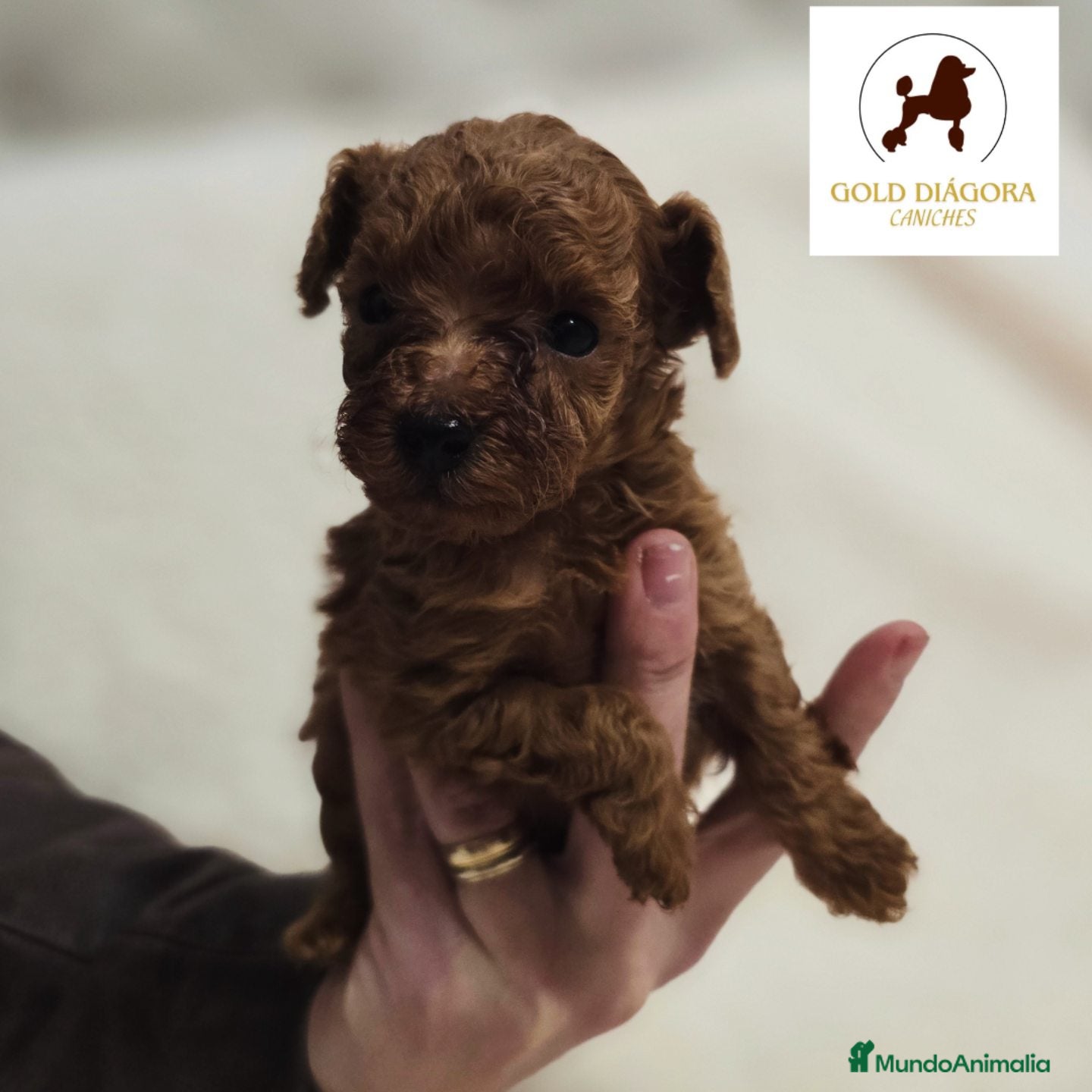 Caniche Toy perros Caniche rojo toy - Anuncio 1