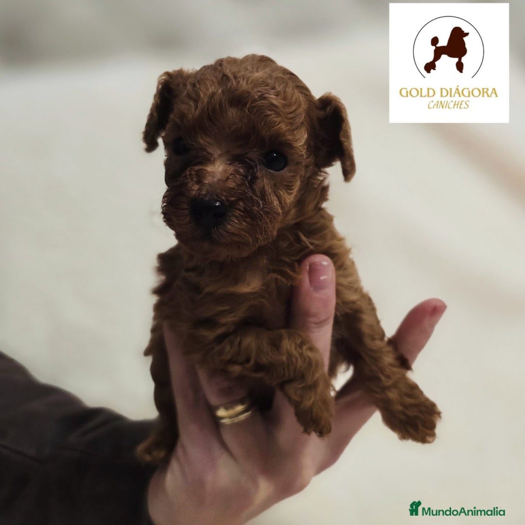 Caniche Toy perros en venta: Caniche rojo toy - Anuncio 1