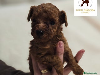 Caniche Toy perros Caniche rojo toy - Anuncio 1
