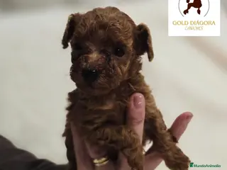 Caniche Toy perros Caniche rojo toy - Anuncio 11