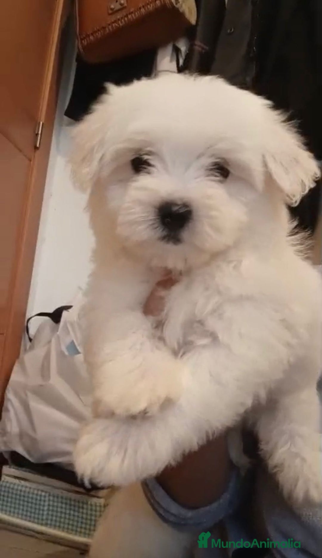 Bichón Maltés perros en venta: Bichon maltés  - Imagen 10