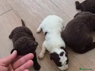 Perro de Agua Español perros Camada de perro de agua español 🐾🔥 - Anuncio 7