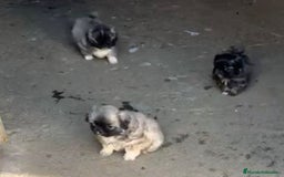 Shih Tzu perros en venta: SHIH TZU  - Imagen 3
