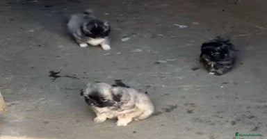 Shih Tzu perros - Anuncio 16