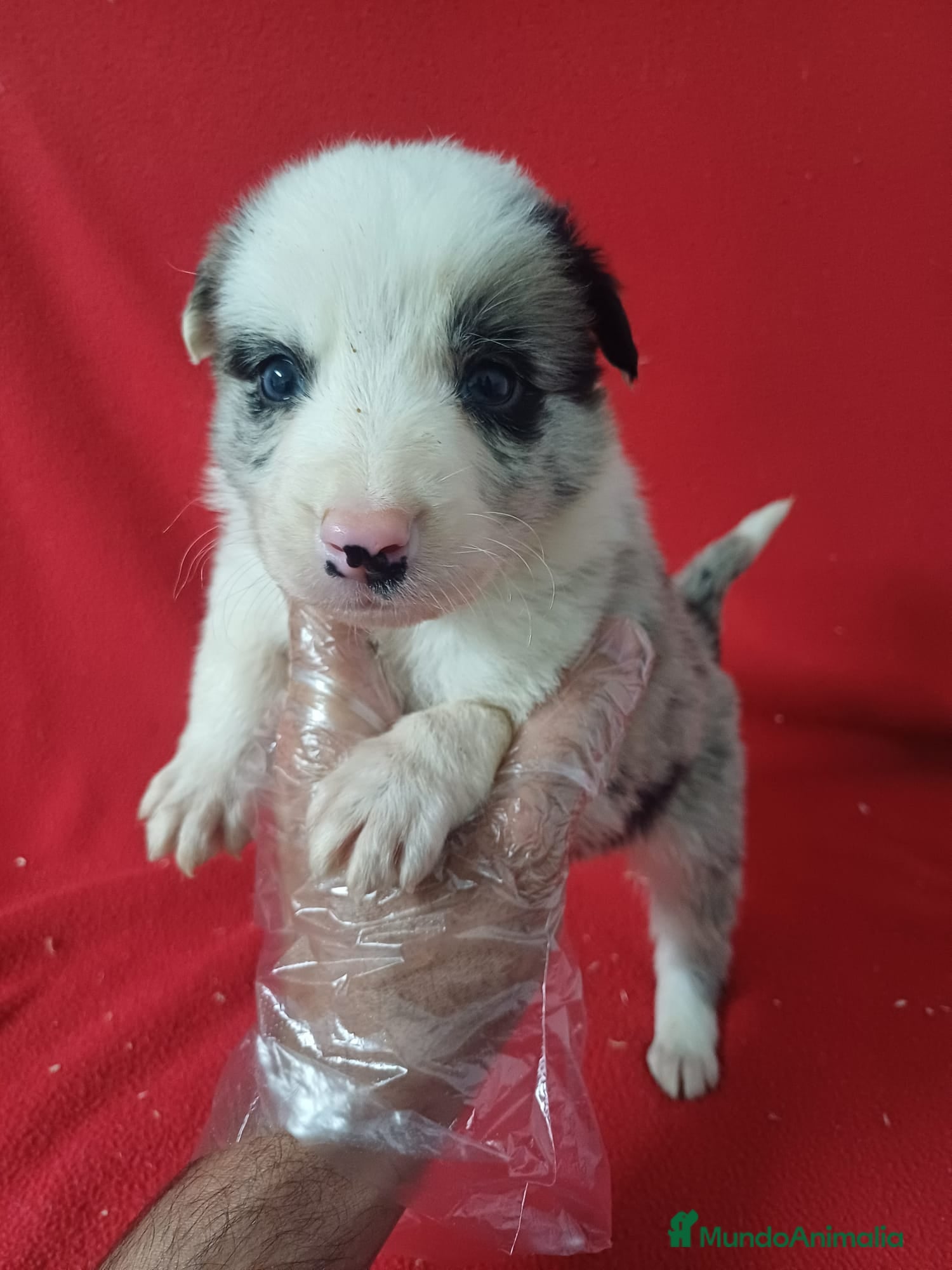 Border Collie perros Border Collie Merle  - Anuncio 1