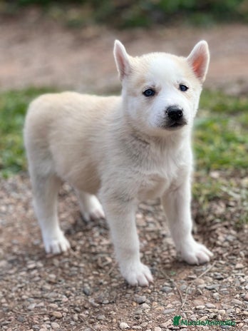 Husky Siberiano perros en Barcelona - Anuncio 4