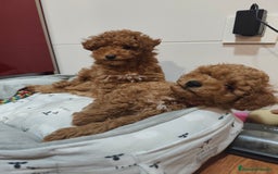 Caniche Toy perros en venta: Hembras toy ❤️ disponible  - Imagen 5