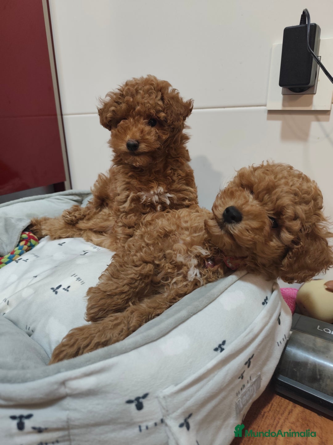 Caniche Toy perros en venta: Hembras toy ❤️ disponible  - Imagen 5