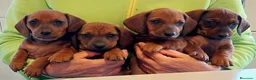 Teckel Miniatura perros en venta: Teckel - Anuncio 3
