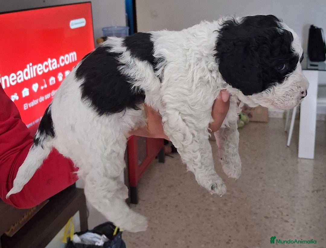 Perro de Agua Español perros en venta: PERRO DE AGUA ESPAÑOL - Anuncio 2