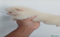 Pomerania perros en venta: Pomerania Mini  - Imagen 2