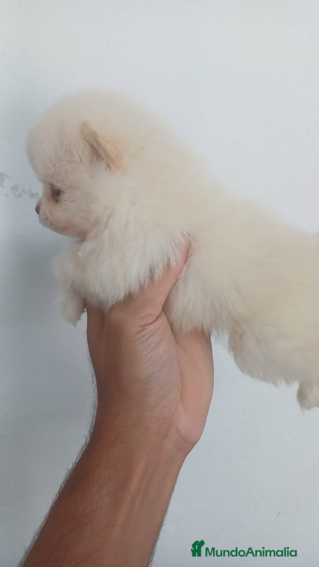 Pomerania perros en venta: Pomerania Mini  - Imagen 2