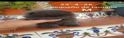 Pomerania perros en venta: Pomerania linea rusa - Anuncio 2