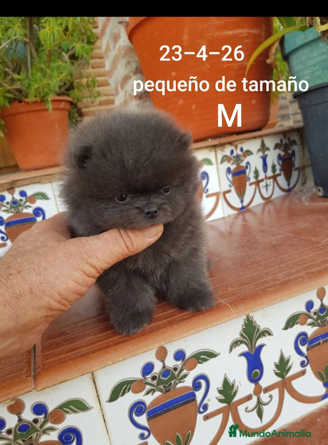 Pomerania perros en venta: Pomerania linea rusa - Anuncio 2