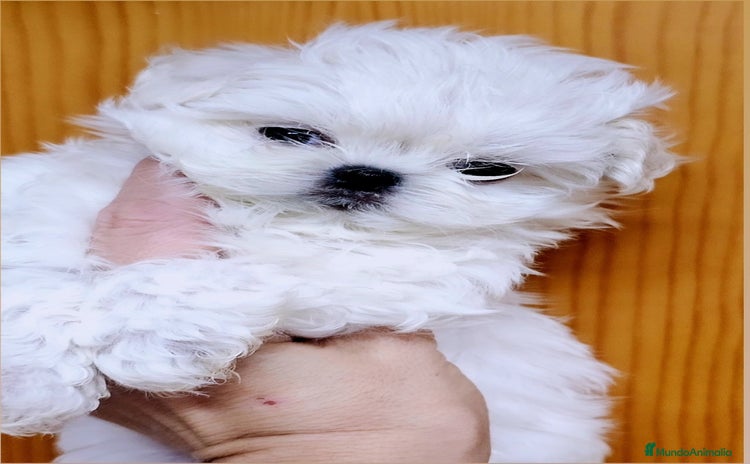 Bichón Maltés perros - Propaganda 7