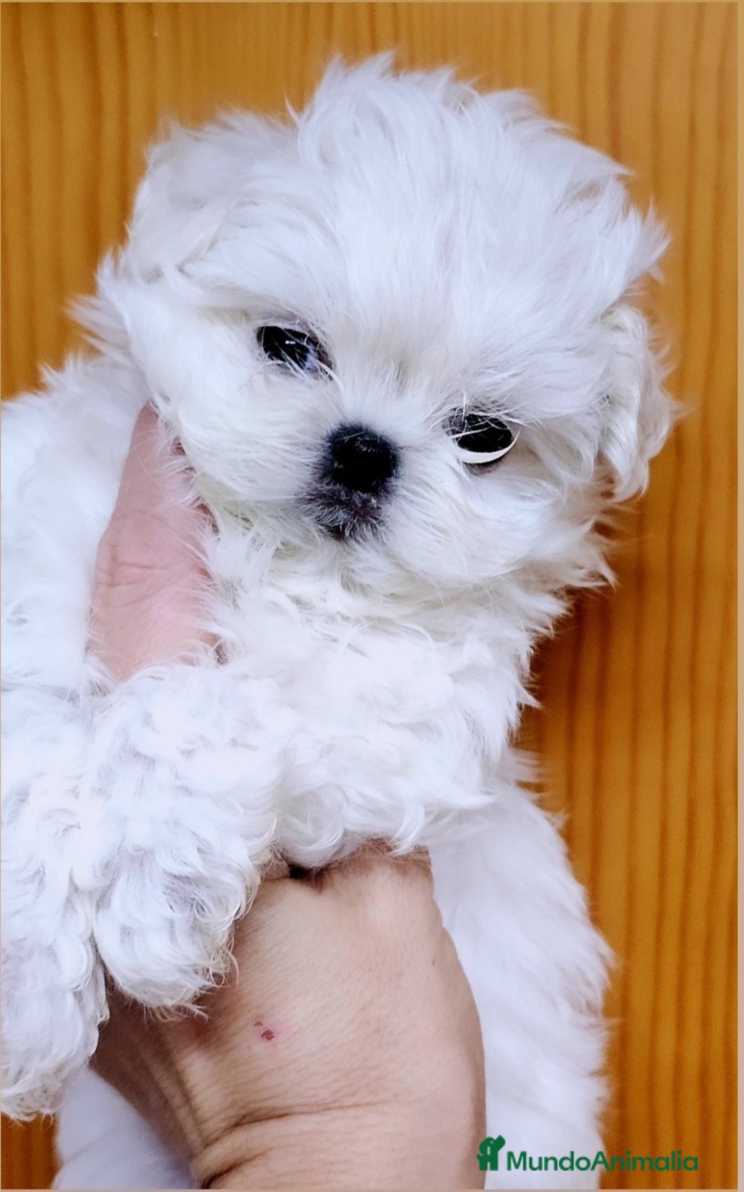 Bichón Maltés perros en venta: Micro maltes coreano  - Imagen 1