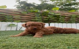 Caniche Toy perros en venta: CANICHE TOY - Imagen 2
