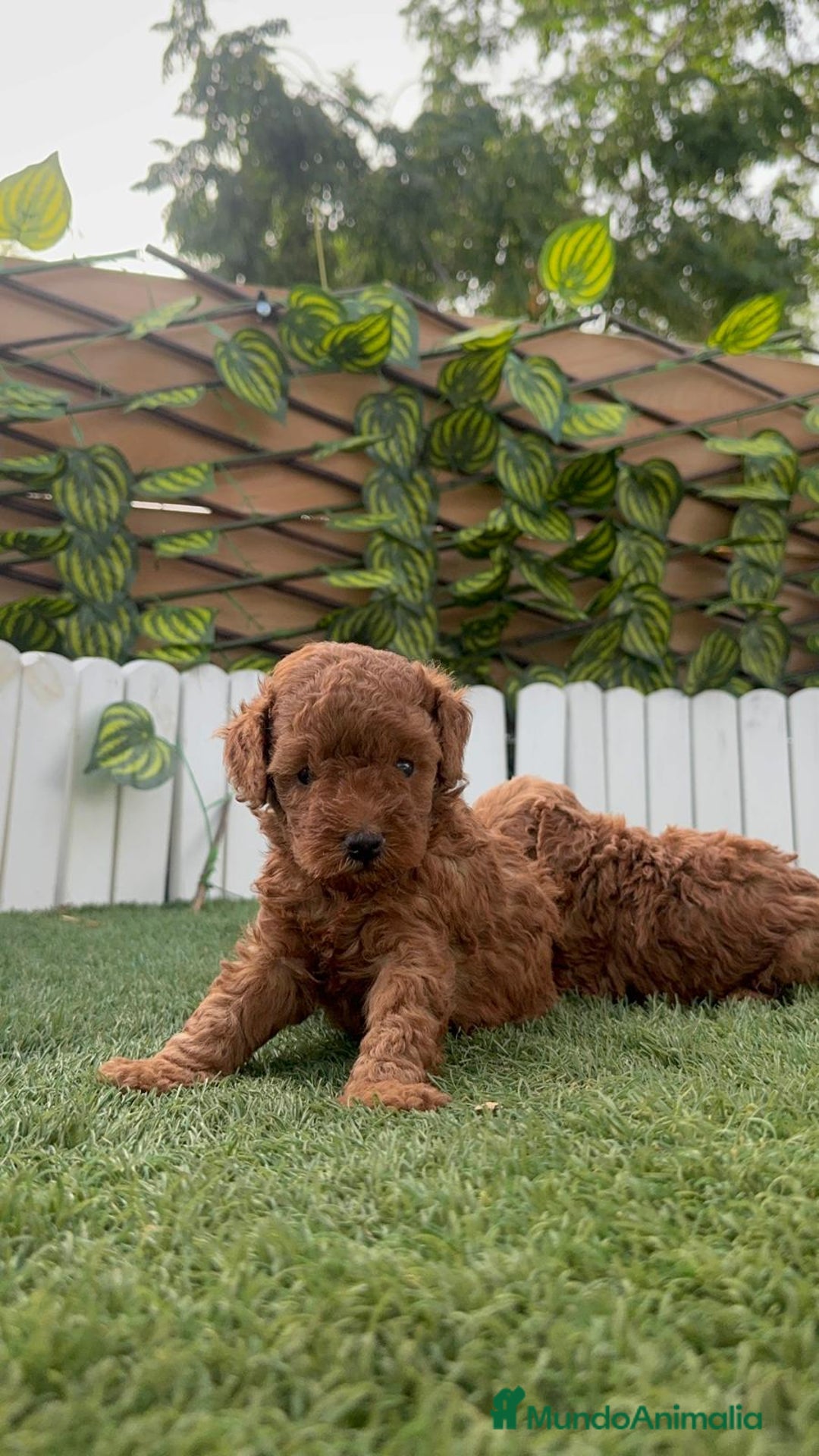 Caniche Toy perros en venta: CANICHE TOY - Imagen 2