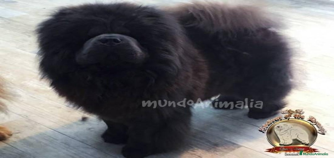 Imagen de galería {{count}}