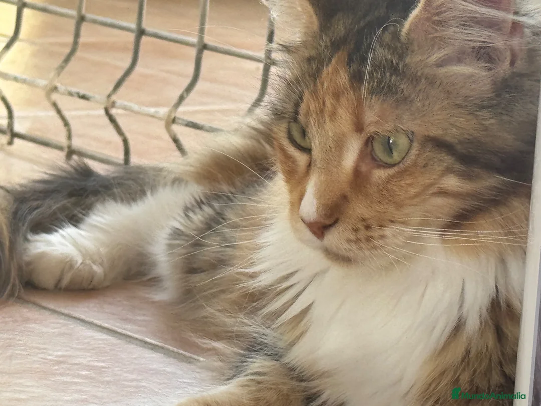 Maine Coon gatos en venta: Preciosa camada de Maine Coon - Anuncio 10
