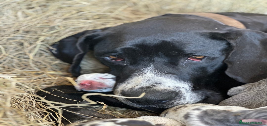 Imagen de galería {{count}}