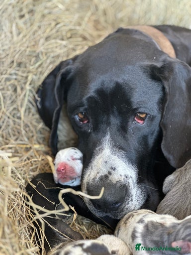 Imagen de galería {{count}}