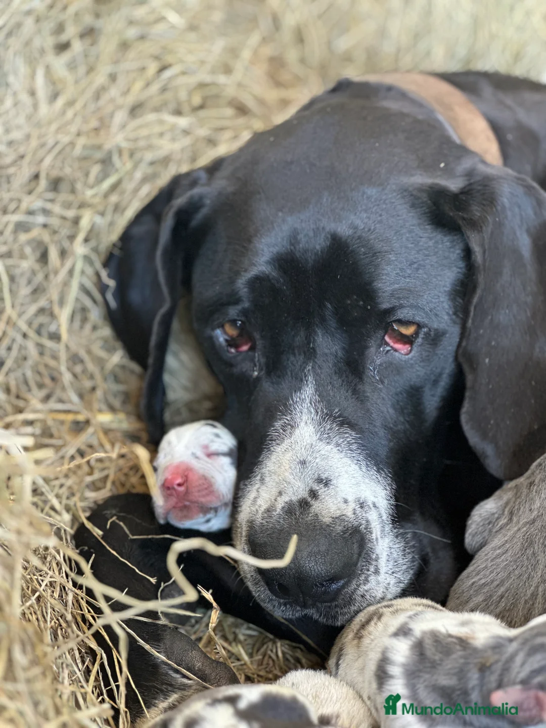 Imagen de galería {{count}}