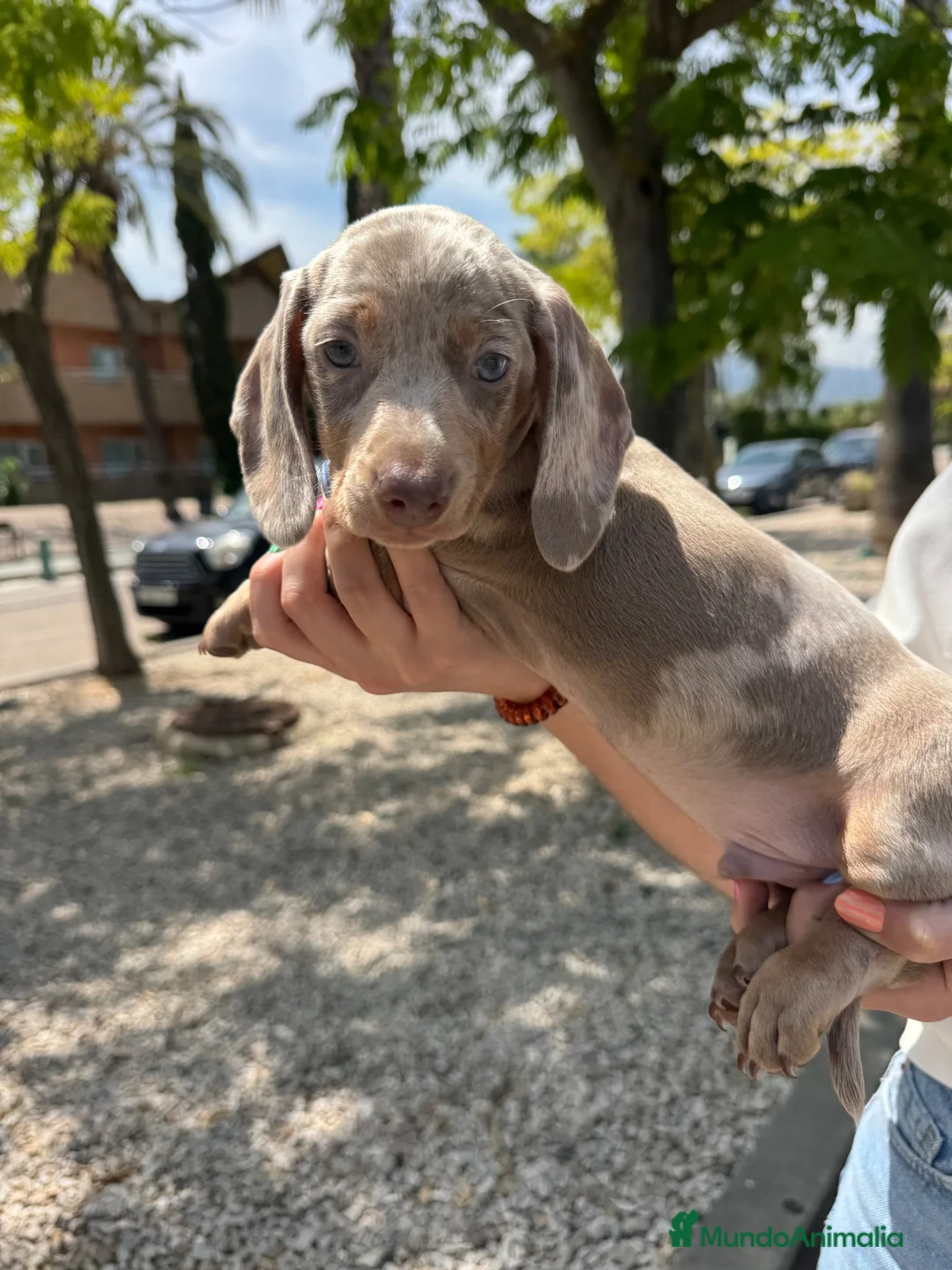 Teckel Miniatura perros en venta: teckel arlequin isabela  - Anuncio 6