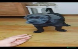 Cane Corso perros en venta: Cane corso  - Imagen 3