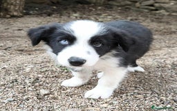 Border Collie perros en venta: Último cachorro border collie! - Imagen 1