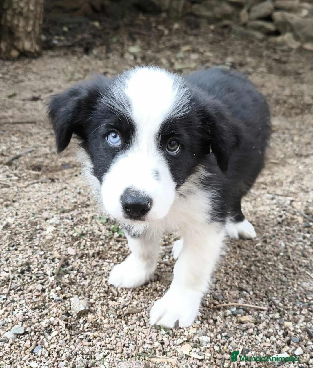 Border Collie perros en venta: Último cachorro border collie! - Imagen 1