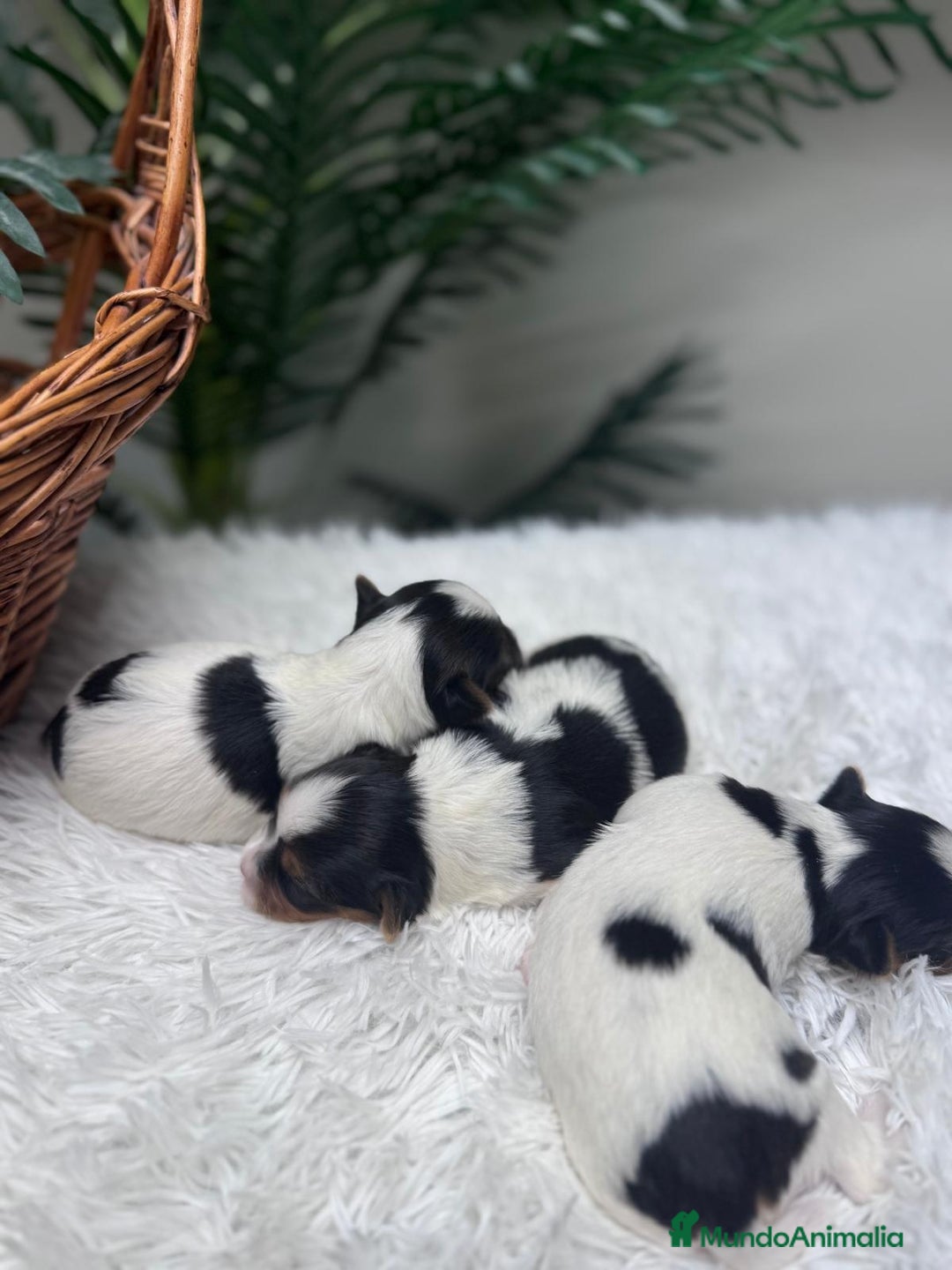 Yorkshire Terrier perros en venta: YORKSHIRE BIEWER HEMBRA - Anuncio 4