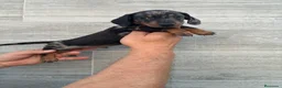 Teckel Miniatura perros en venta: Teckel miniatura  - Anuncio 7
