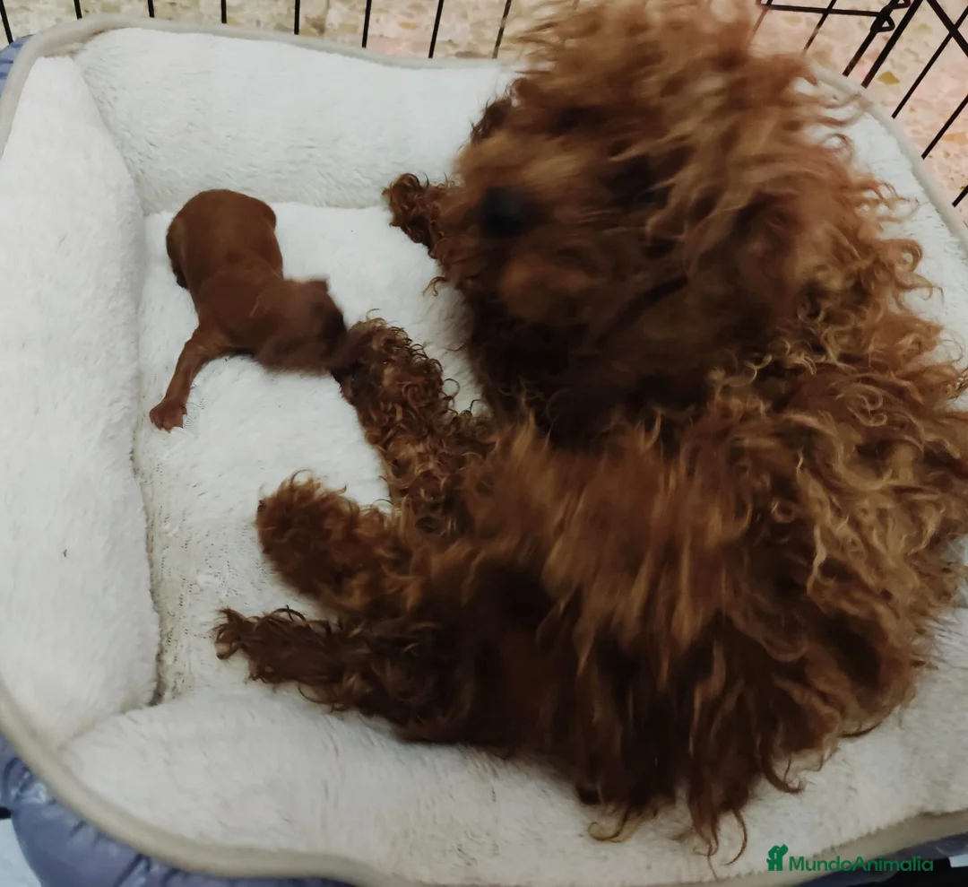 Caniche Toy perros en venta: Caniche tácita de te  - Anuncio 2