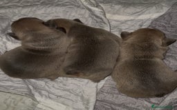 Bulldog Francés perros en venta: Bulldog francés  - Imagen 1