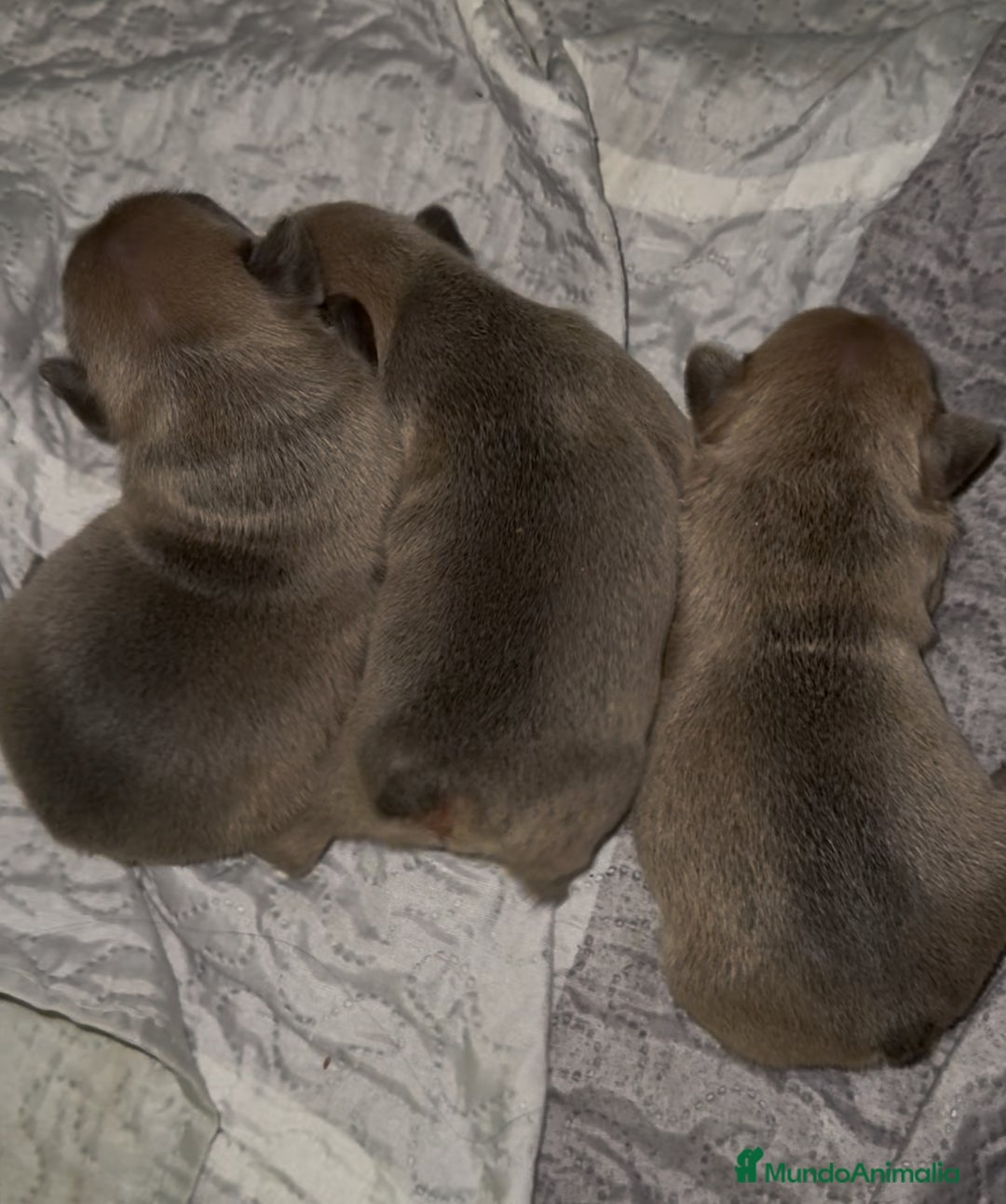 Bulldog Francés perros en venta: Bulldog francés  - Imagen 1