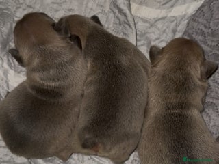 Bulldog Francés perros - Anuncio 8
