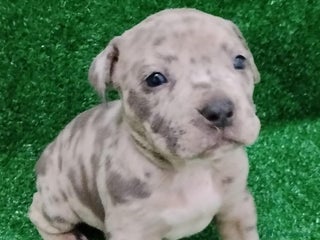 American Bully perros American Bully pocket disponibles - Anuncio 1