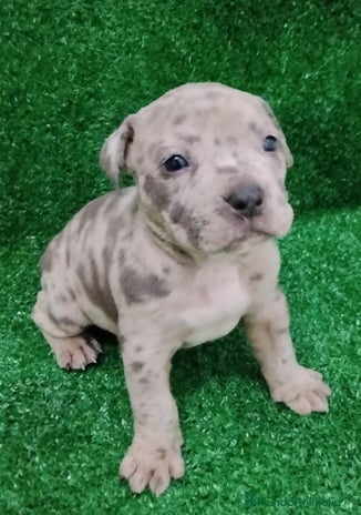 American Bully perros American Bully pocket disponibles - Anuncio 1