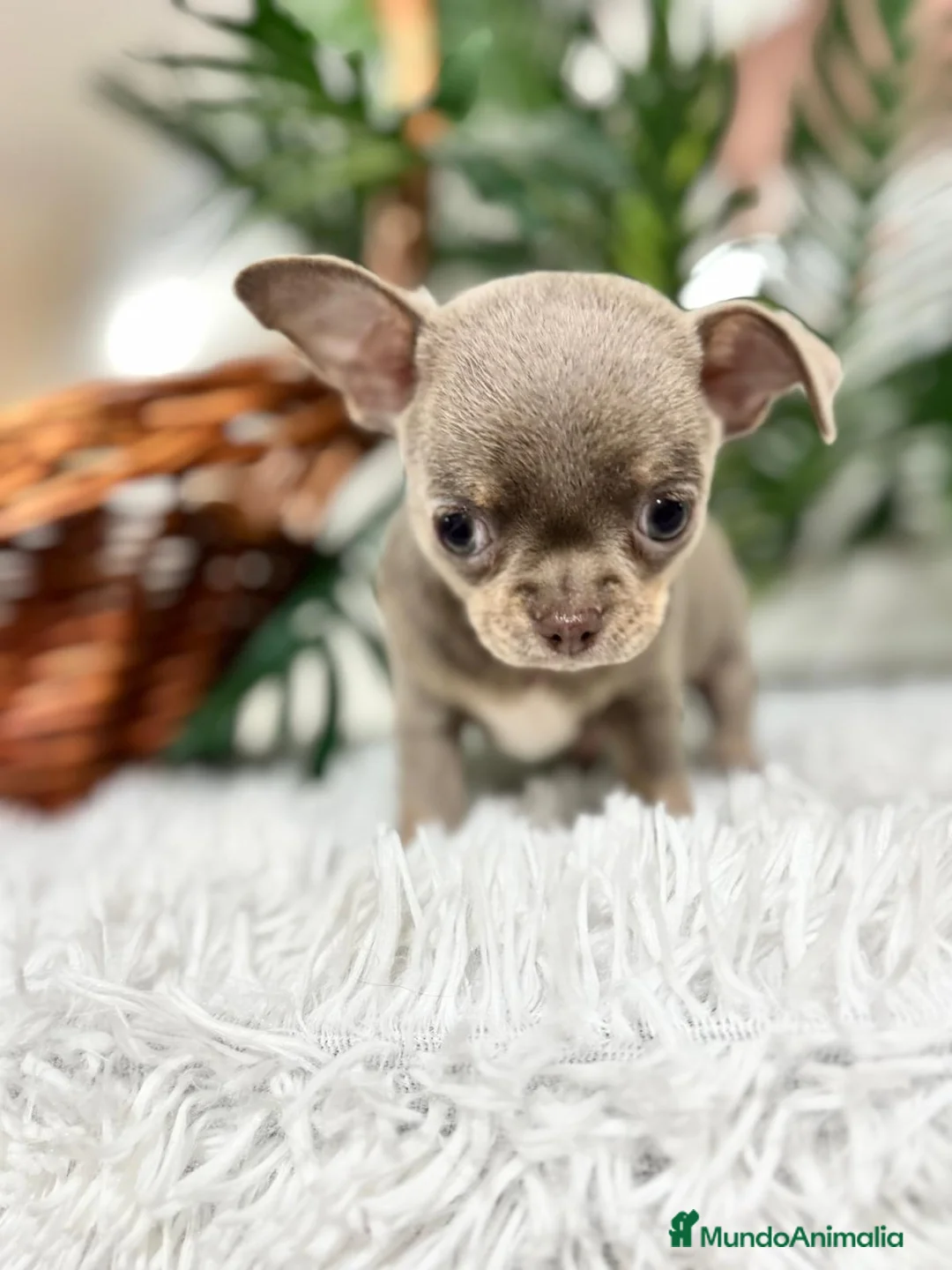 Chihuahua perros en venta: CHIHUAHUA MACHO - Anuncio 5