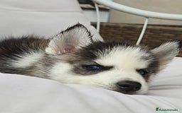 Husky Siberiano perros en venta: Husky siberiano ♀️♂️ DISPONIBLE  - Imagen 4