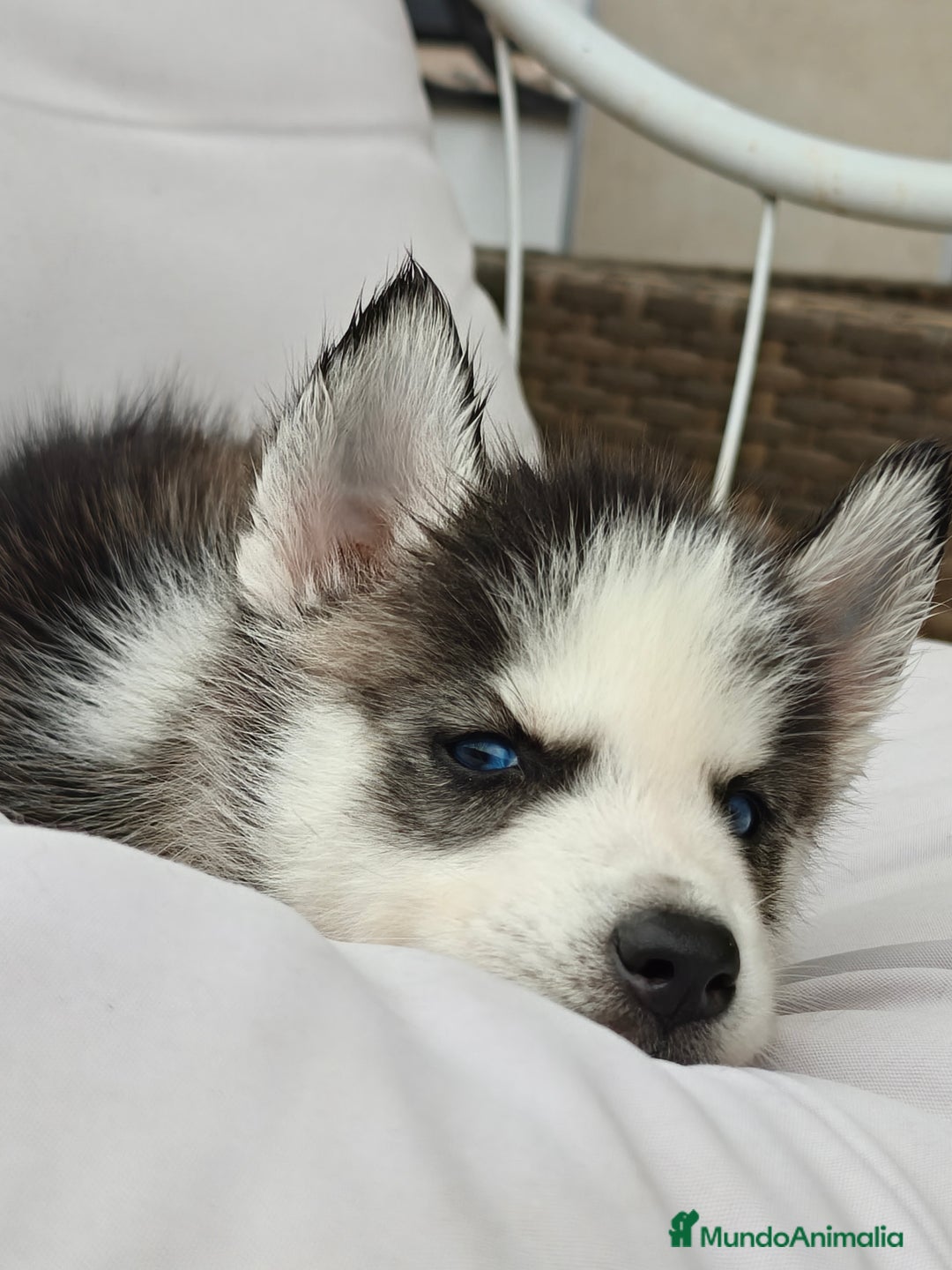 Husky Siberiano perros en venta: Husky siberiano ♀️♂️ DISPONIBLE  - Imagen 4