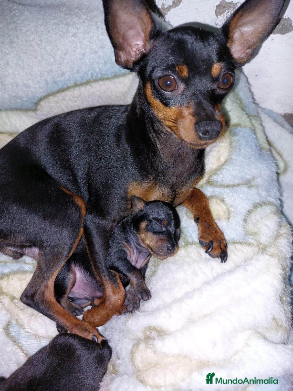 Pinscher Miniatura perros Pinscher miniatura ! Machos y hembras  - Anuncio 26