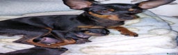 Pinscher Miniatura perros en venta: Pinscher miniatura ! Machos y hembras  en Cáceres - Anuncio 4
