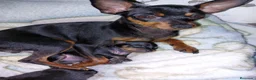 Pinscher Miniatura perros en venta: Pinscher miniatura ! Machos y hembras  en Cáceres - Anuncio 4