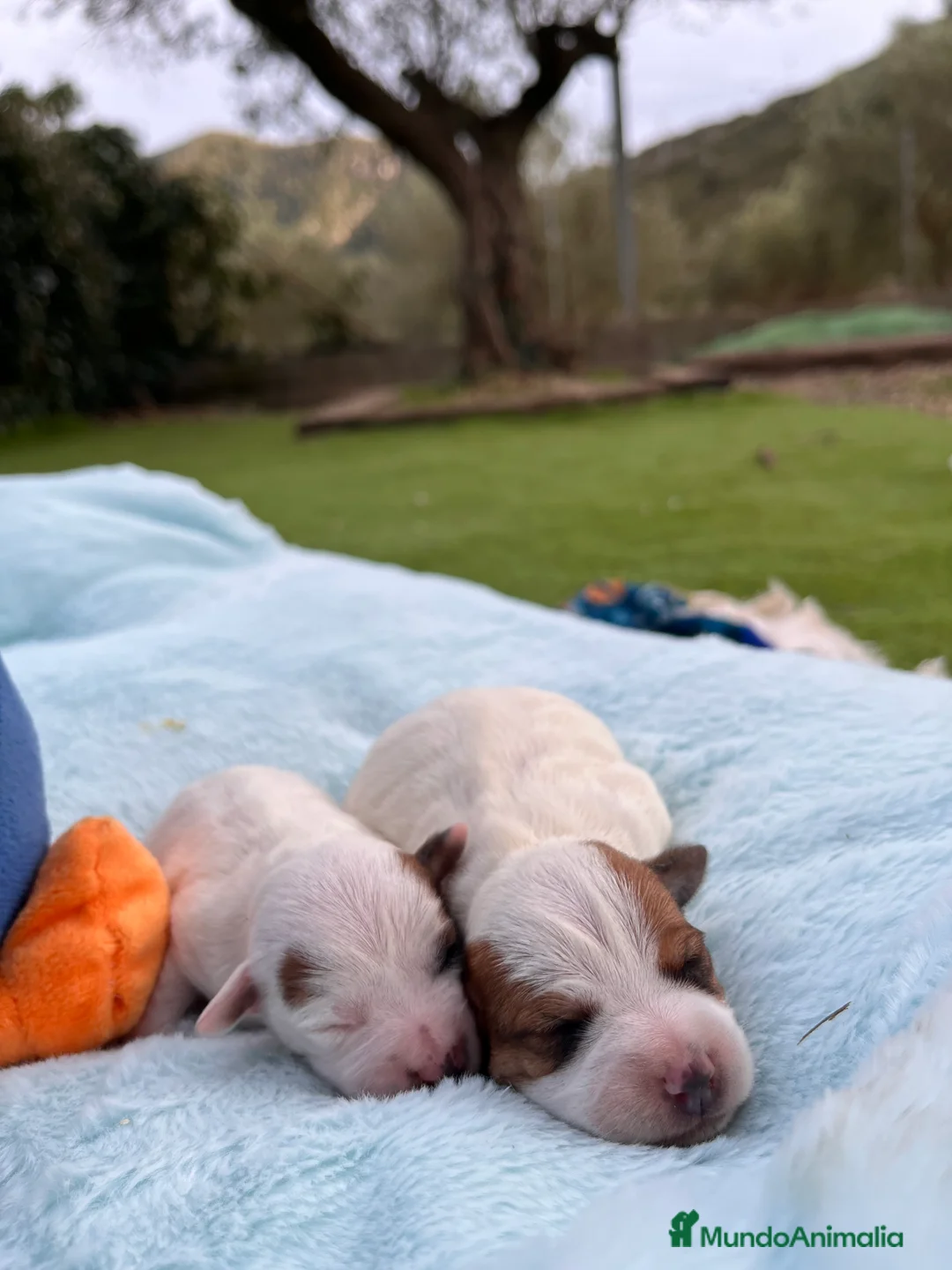 Jack Russell Terrier perros en venta: Jack Russell recién nacidos 🍼🐾 - Anuncio 1