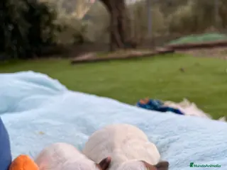 Jack Russell Terrier perros Jack Russell recién nacidos 🍼🐾 - Anuncio 1