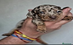 Teckel Miniatura perros en venta: TECKEL ARLEQUIN CHOCOLATE ♀️ - Imagen 2